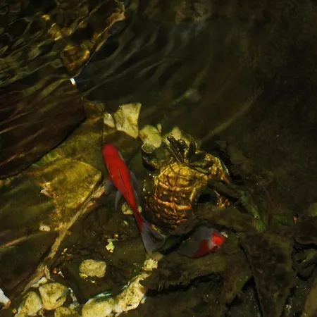 3 Panetes * Peñacaballera