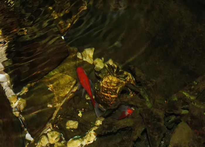 3 Panetes * 페나카발레라